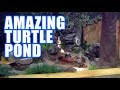 TURTLE POND THAT WILL MAKE YOUR JAW DROP