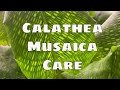 Easy Calathea Musaica House Plant Care Tips How to Care for Calathea Network Maranta Prayer Plant