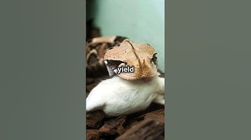Gaboon Viper: Camouflaged Hunter