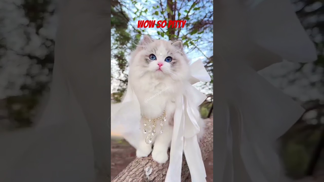 viral cute cat 😺