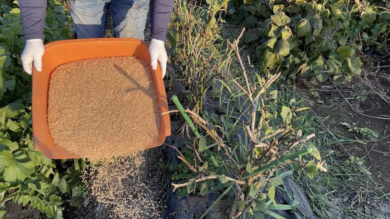 土に埋めない夏野菜の残渣の処理・もみ殻を撒いてフカフカな畑の土作り　21/11/12