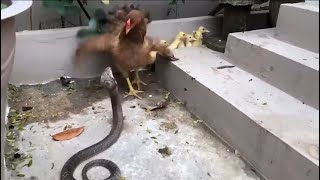 Cobra vs hen | hen fight to protect her chicks #cobra #snake #vs #chicken #fight #motherhood #best