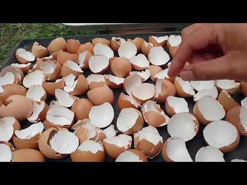 Tips cara buat baja organic dari kulit telur untuk tanaman