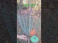 disc golf: just the flick of a wrist!