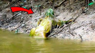Scariest Things Found in Swamps