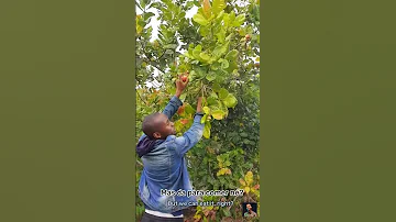 Picking CASHEWS From A Tree Mozambique Moçambique Culture 