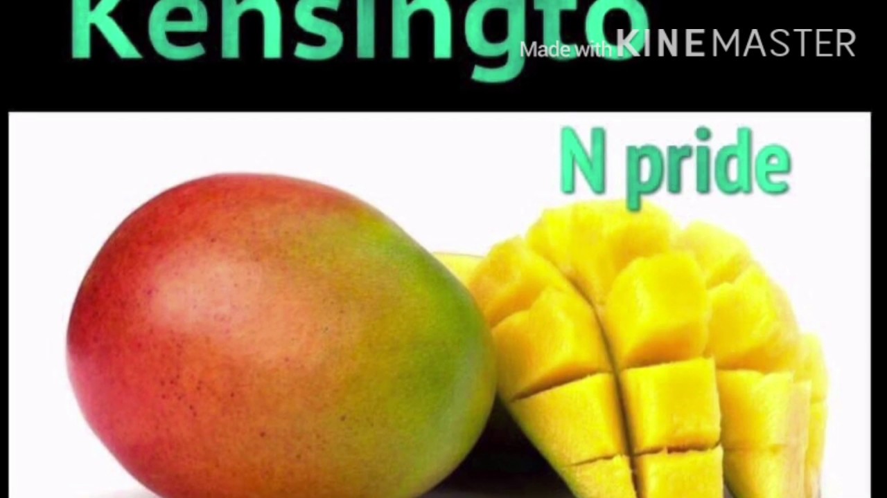 Mango tree for sale WA Western Australia YouTube Mango tree for sale WA Western Australia YouTube