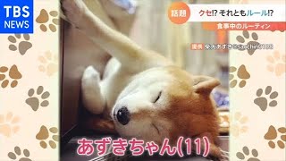 柴犬の変わった“習慣”【Nスタ】