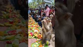 വാനരർക്ക് ഓണം സദ്യ  #kerala #travel #kasaragod #monkeyvideo #monkeylove #lastpoint #last point