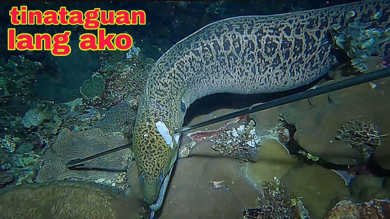 ep546 Dive1 malaking ahas dagat tiinataguan lang ako