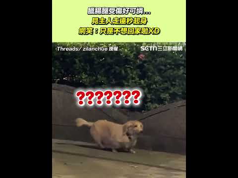 臘腸腿受傷好可憐...見主人走遠秒起身 網笑：只是不想回家XD｜三立新聞網 SETN.com