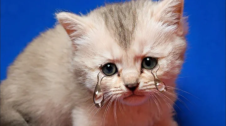 Video 11264061: kittens cutecat catlife catlover, catlovers kitten cats catlife, catlife cutecats funnycats catlove, cute kittens playing