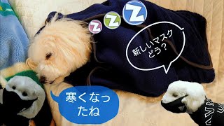 【今日のお昼寝わんこ】ブランケットに巻かれ寝るダップー犬ラク