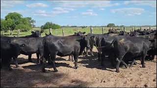 Ceibas (Entre Rios): Vaquillonas preñadas by Remates de Hacienda 982 views 4 months ago 1 minute, 35 seconds