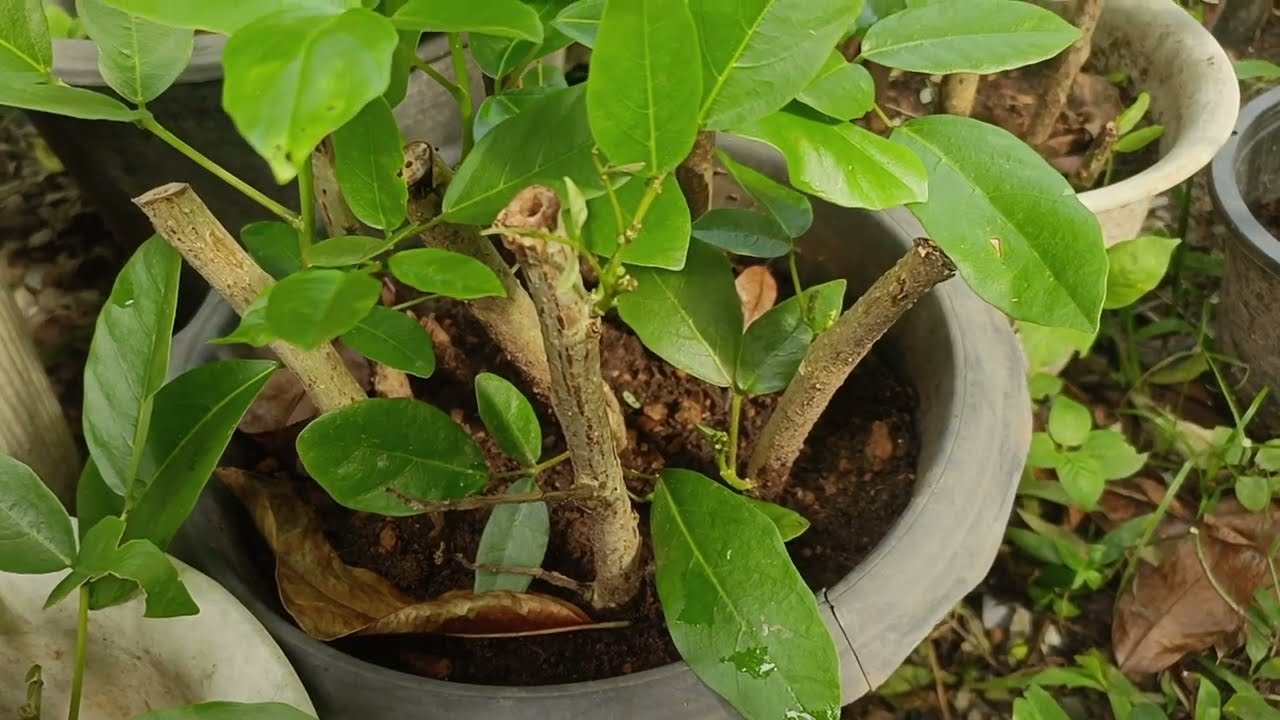 เทคนิคการชำกิ่งทองหลางน้ำอย่าง่าย