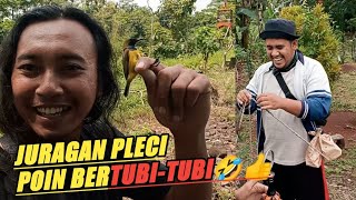 Ladusing tetap andalan‼️Juragan Pleci panen sogon 'KERAMAT'🤣