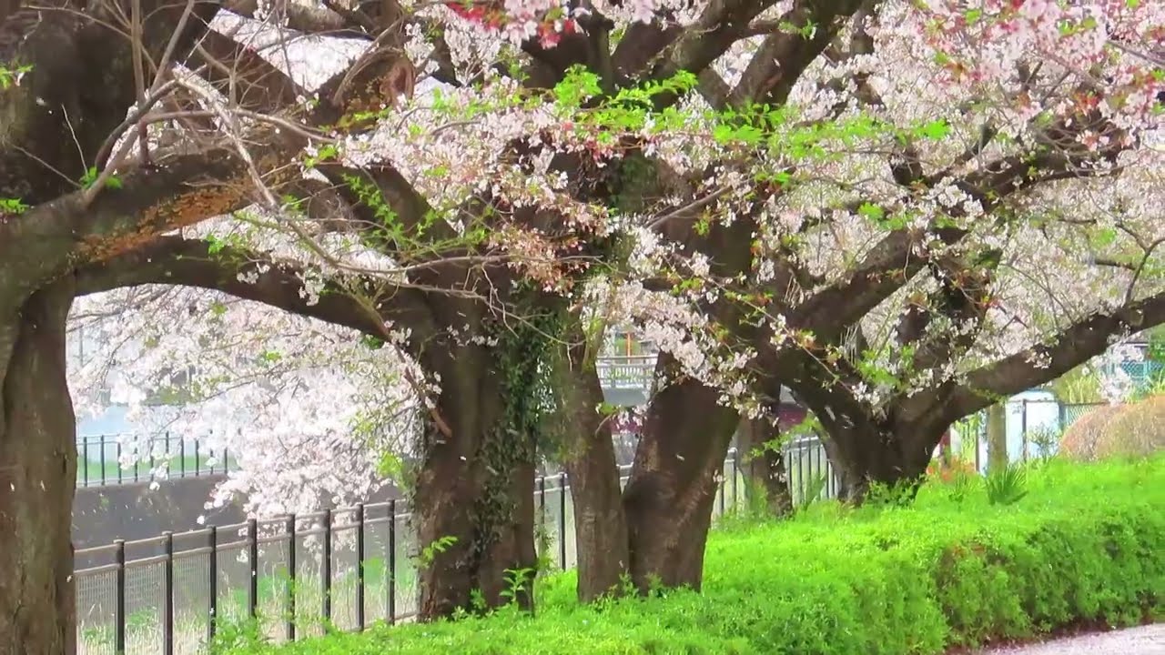 桜吹雪 2026.04.06 MVI_8772 - YouTube
