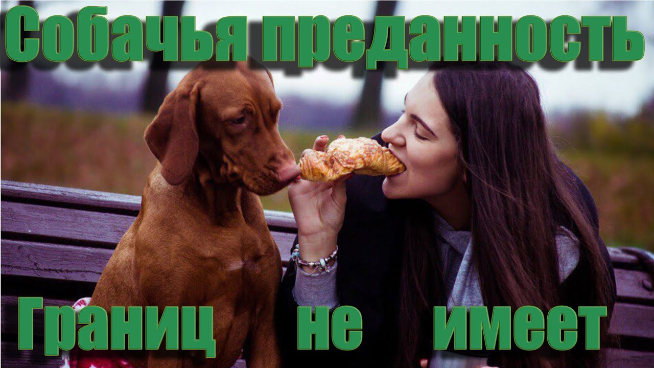 Преданность собачья без границ . Её имя значило Волна..Печальная ...