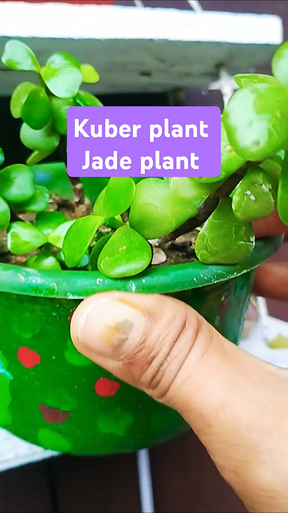 Kuber plant / jade plant #plants #succulents #gardening #carresulaovataplant #garden #kuberplant