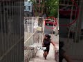 She Almost Lost Her Job… Then Neighborhood Kids Saved the Day! 😱👦 #Shorts