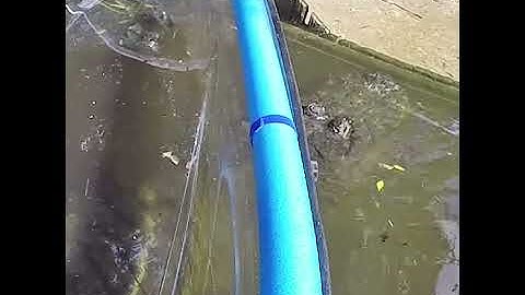 When you want to take your clear canoe out of the water, but the boat ramp is blocked by gators