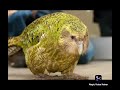 Какапо-нелетающий попугай