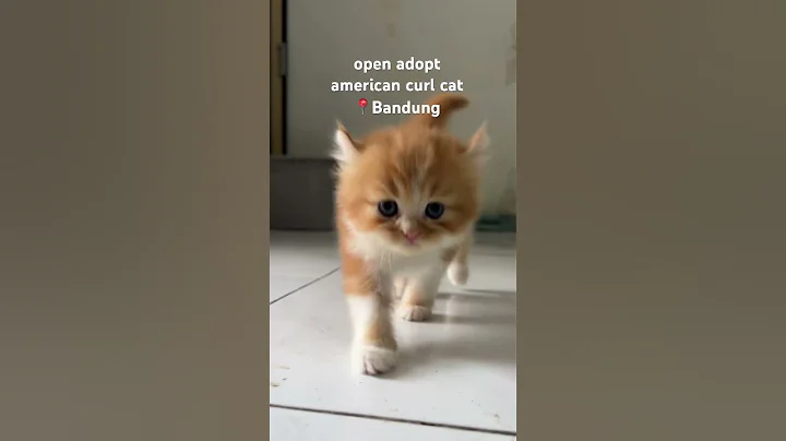 Video 11715611: american curl cat
