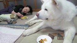 秋田犬げんき Youtube