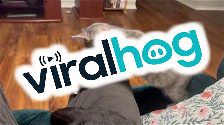 Older Cat Snaps At Playful Kitten || ViralHog