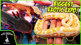 Biggest Exotic Reptile Expo In Wisconsin By