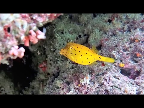 Snorkeling Raja Ampat. Western Gam.  Yangello. Citrus Ridge. Indonesia. December  2022