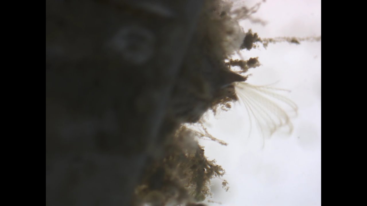 Barnacle feeding by using their cirral fan