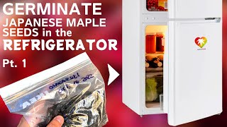 Germinate Japanese maple seeds in the refrigerator (part 1 - October, bagging)