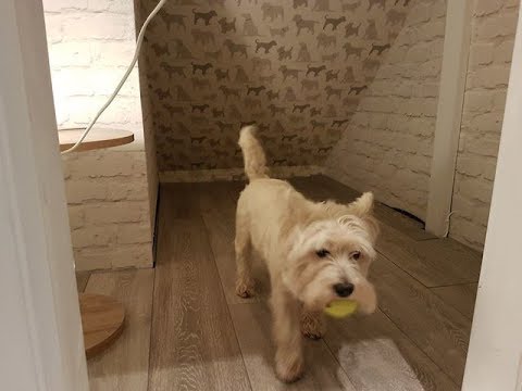 Dad Builds His Dog A Perfect Tiny Room Just For Her