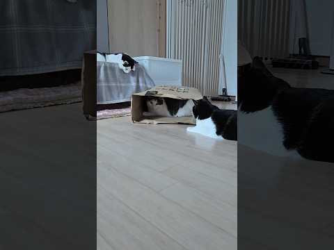 2026. 2. 12 나도 좀 들어가자~ #고양이 #cat #반려묘 #頑張って元ネタ #챌린지