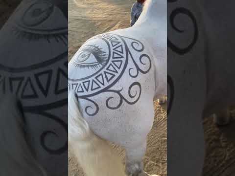 FREESTYLE IN BARBER