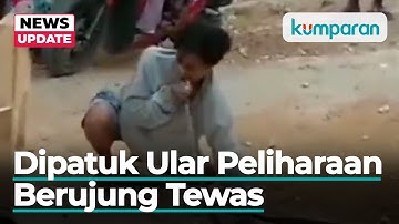 Detik-detik Pengamen Ular Tewas Dipatuk Kobra saat Lagi Atraksi