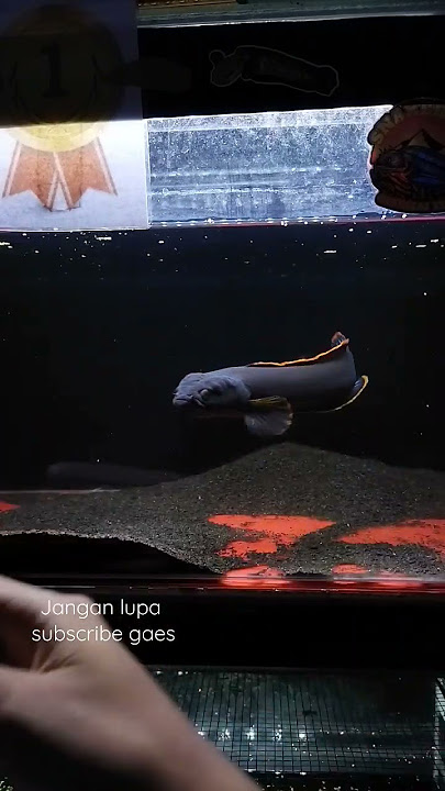 Channa Limbata jumbo hitam pekat spek kontes! #channalimbata #shorts #bosbosqu #iqbalizda #bangfish