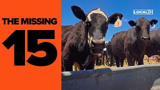 Rancher mysteriously loses 15 cows in 1 day