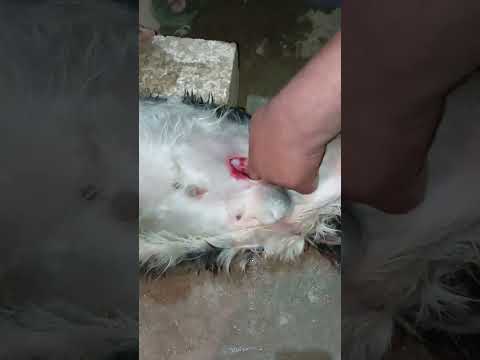 فتاق فى الخصى لجدى  