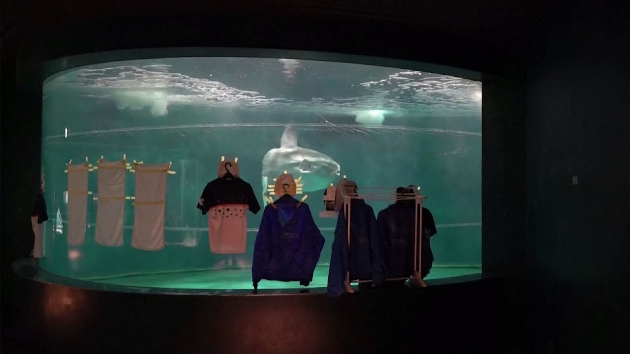 Lonely Fish Cheered Up By Fake Visitors