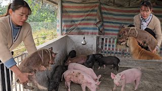 Raising pigs as pets is very stubborn and gets locked into a pig pen. ( Ep 229 )