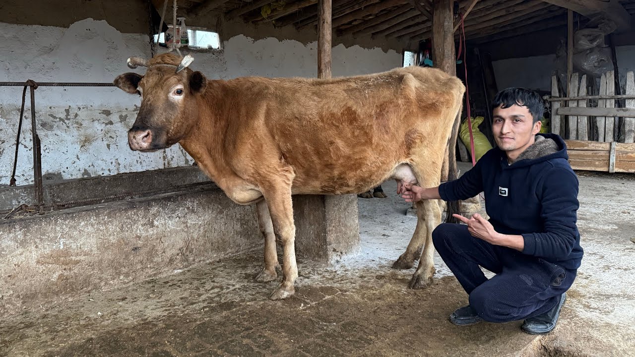 🛑11. MILYONDAN BOSHLAB✅4. BOSH ARZON SIGIRLAR SOTILADI‼️