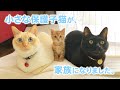 家族が増えました！ 小さな保護子猫を見守る2匹のお兄ちゃんの “優しさ” にほっこり♡