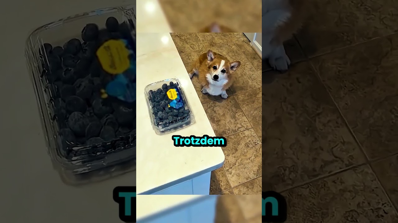 Dieser Hund und diese Katze waren unzertrennlich, bis... 😔