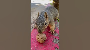 Squirrel wants the walnut!