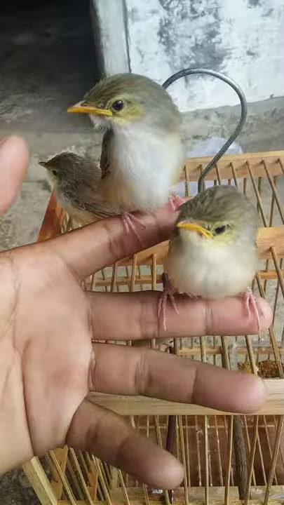 ciri2 anakan burung cigun jantan dan betina
