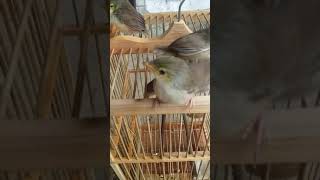 ciri2 anakan burung cigun jantan dan betina