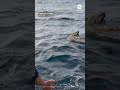 Fishermen rescue dog stranded at sea