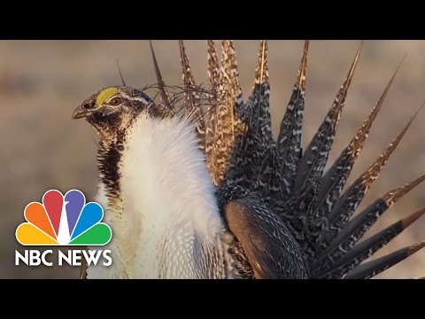 This Is How The Government Spends Your Money | NBC Nightly News